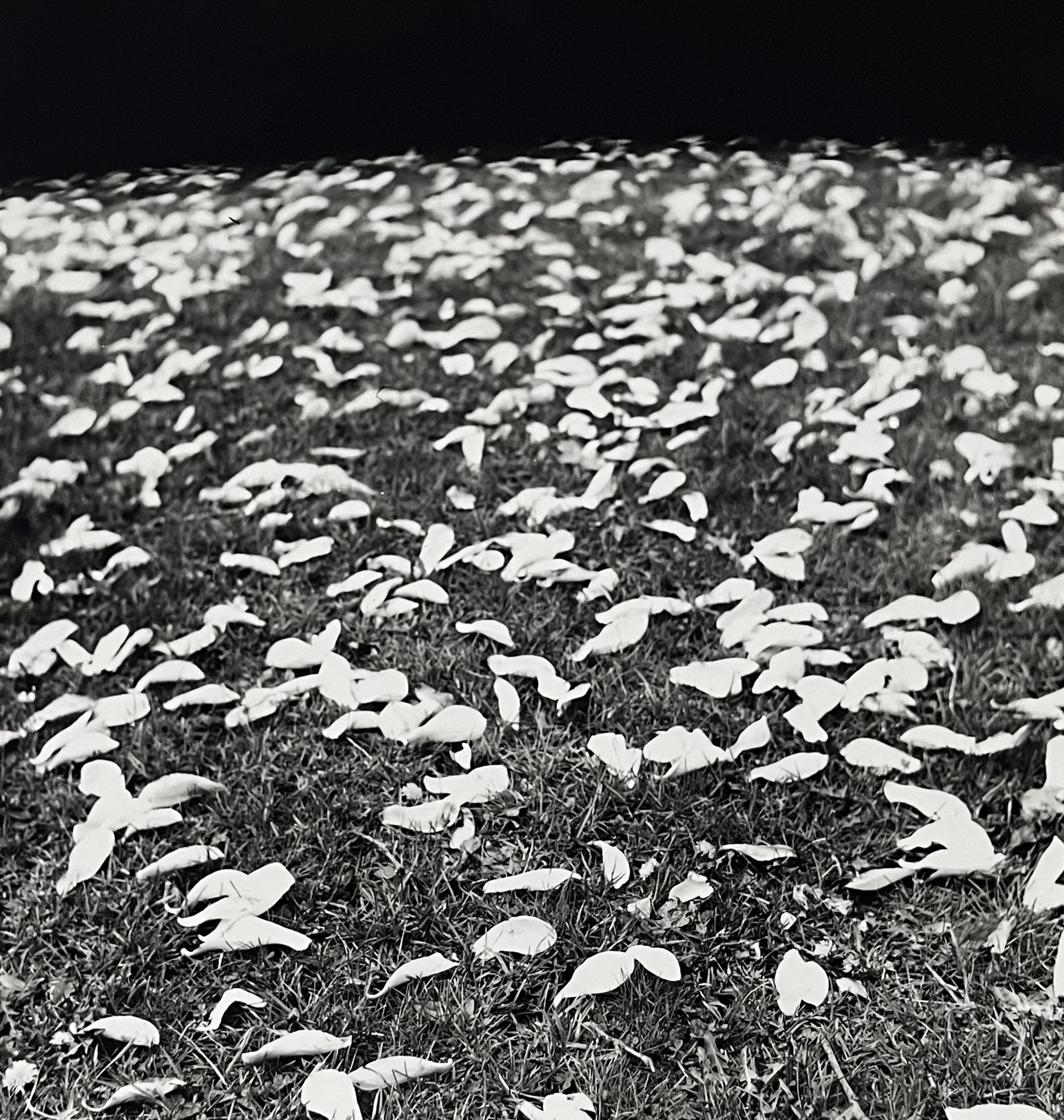 Landscape photograph 1